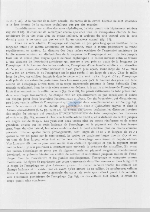 Thoracostoma setosum