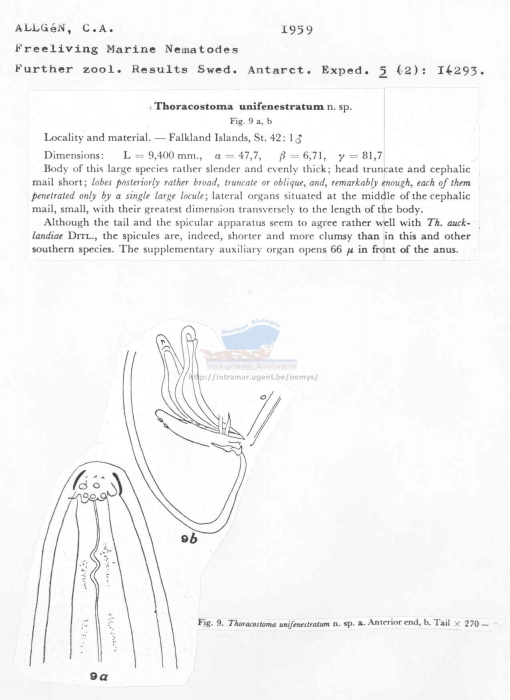 Thoracostoma unifenestratum