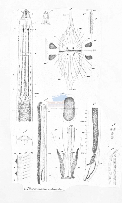 Thoracostoma coronatum