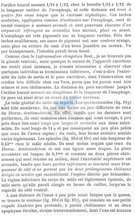 Thoracostoma coronatum