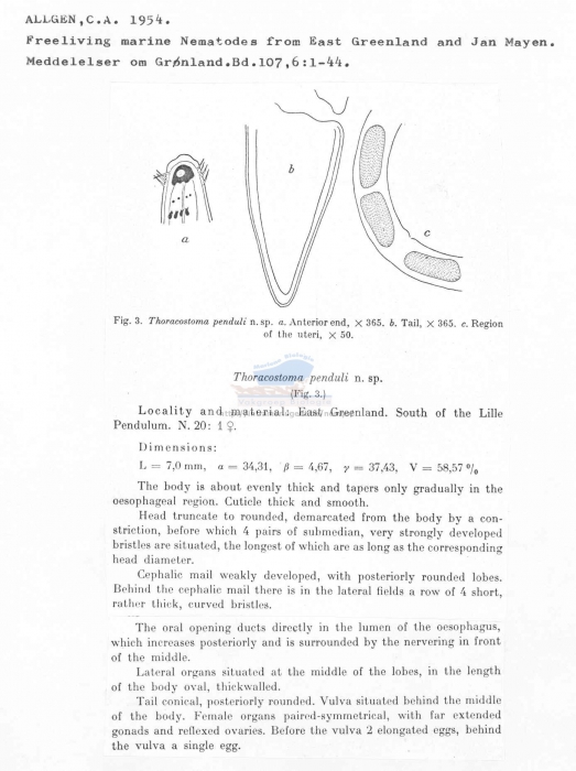 Thoracostoma penduli