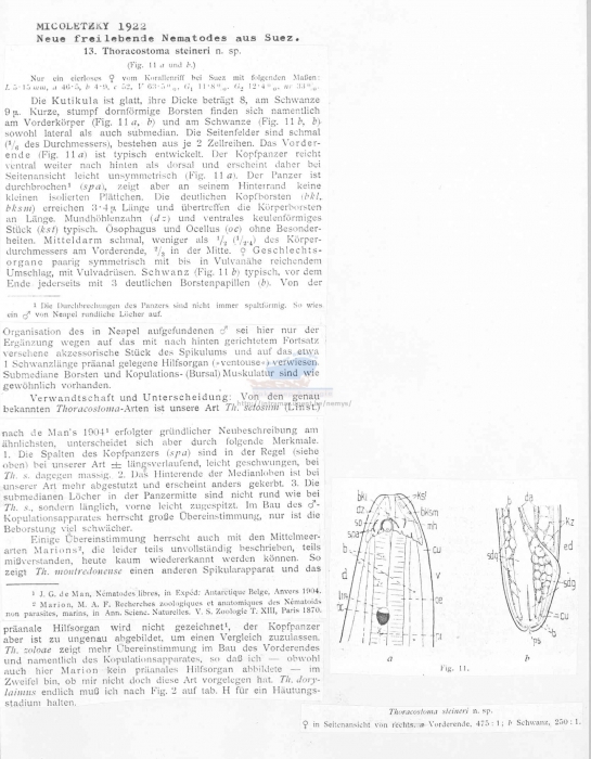 Thoracostoma steineri