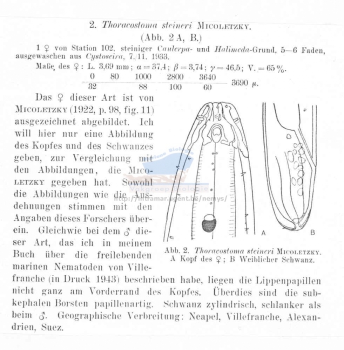 Thoracostoma steineri