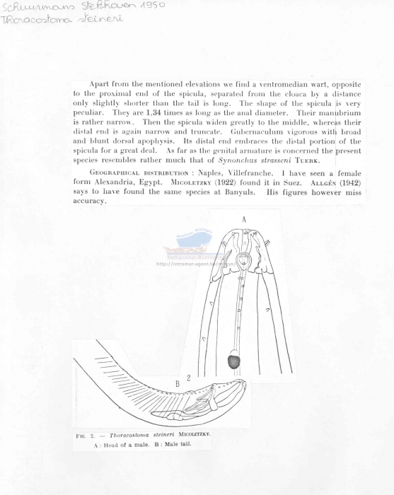 Thoracostoma steineri