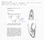 Thoracostoma steineri