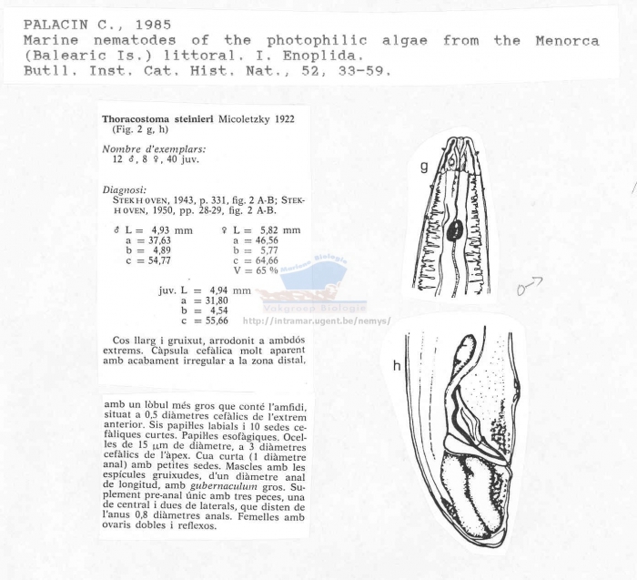 Thoracostoma steineri