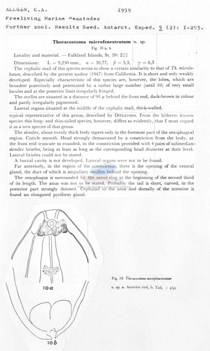 Thoracostoma microfenestratum