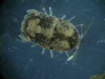 Isopoda