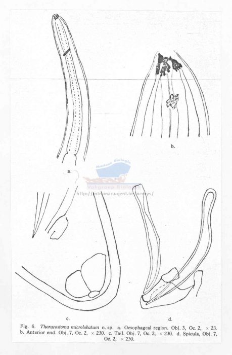 Thoracostoma microlobatum