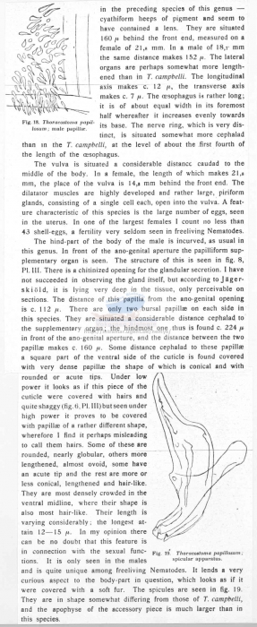 Thoracostoma papillosum