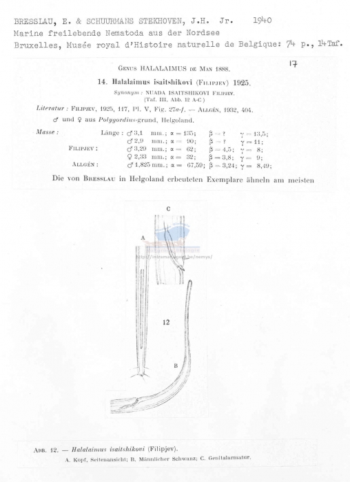 Halalaimus isaitshikovi