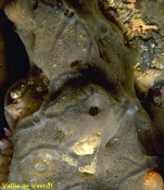 Mycale (Carmia) micracanthoxea