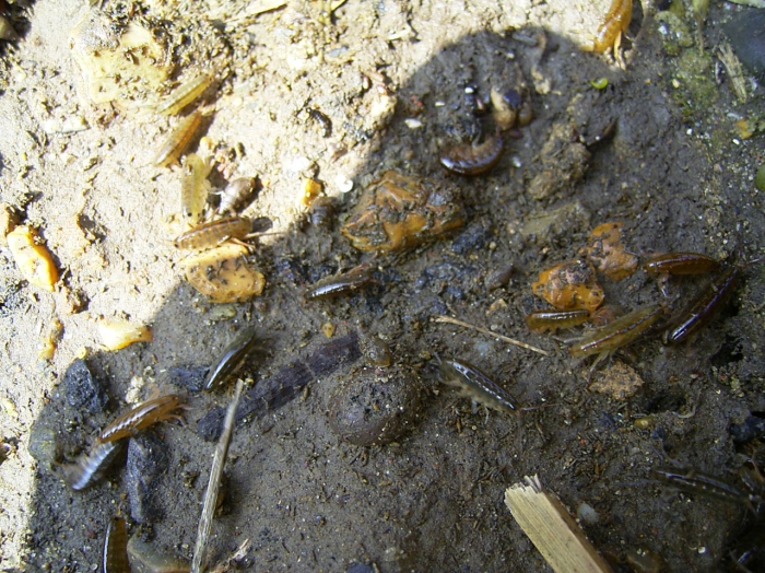 Orchestia gammarellus Orchestia gammarellus