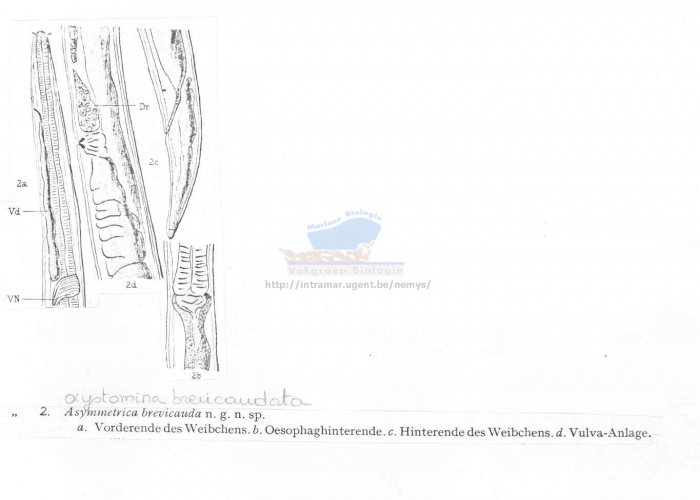 Oxystomina brevicaudata