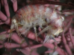 Amphipoda