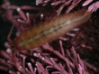 Idotea granulosa
