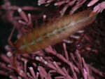 Isopoda
