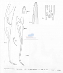 Thalassoalaimus longicaudatus