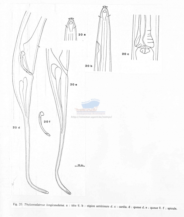 Thalassoalaimus longicaudatus