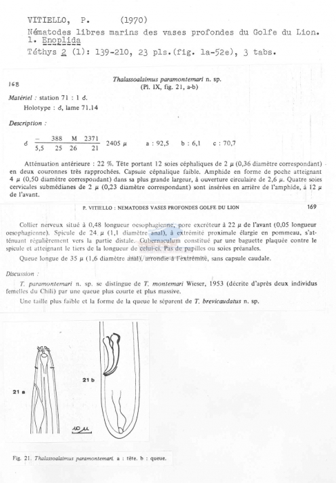 Thalassoalaimus paramontemari