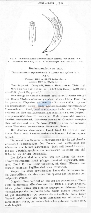 Thalassoalaimus septentrionalis