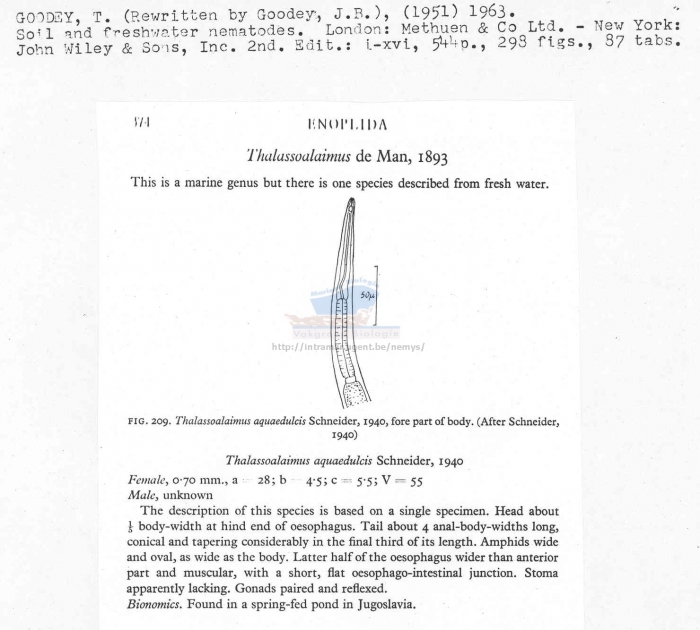 Thalassoalaimus aquaedulcis