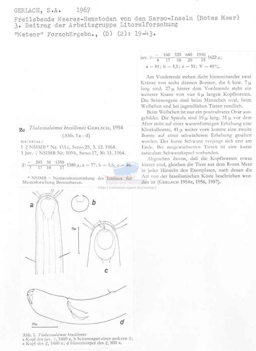 Thalassoalaimus brasiliensis