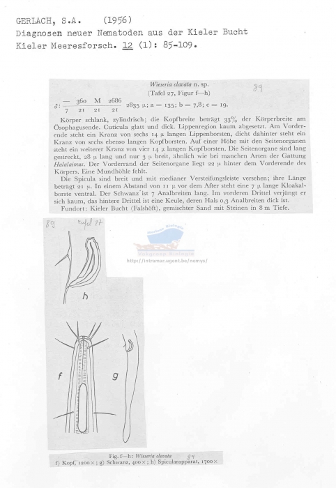 Wieseria clavata