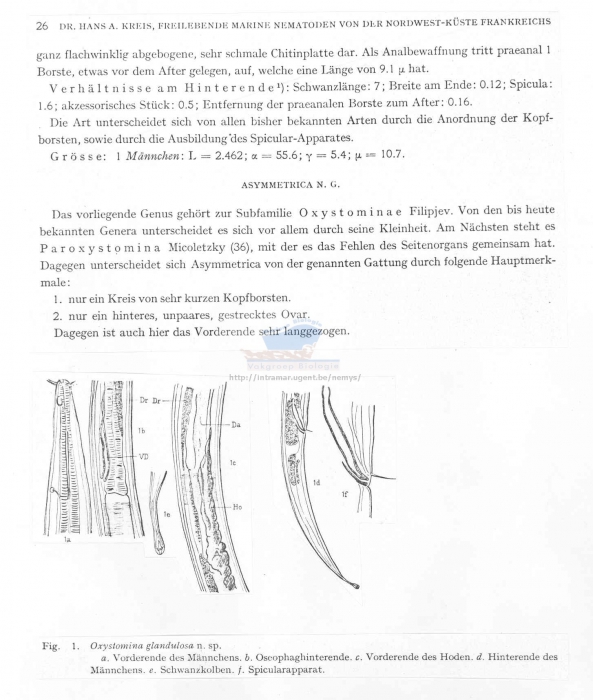 Wieseria glandulosa