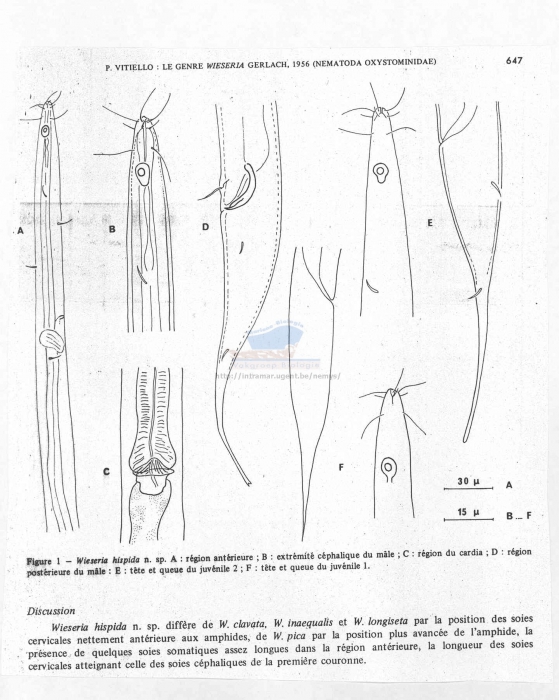 Wieseria hispida