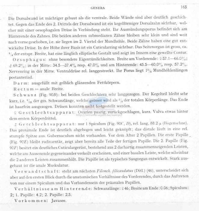 Filoncholaimus ditlevseni