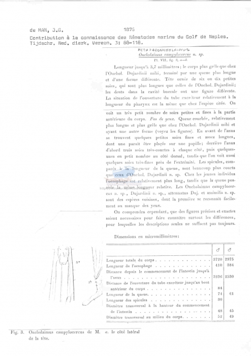 Metaparoncholaimus campylocercus