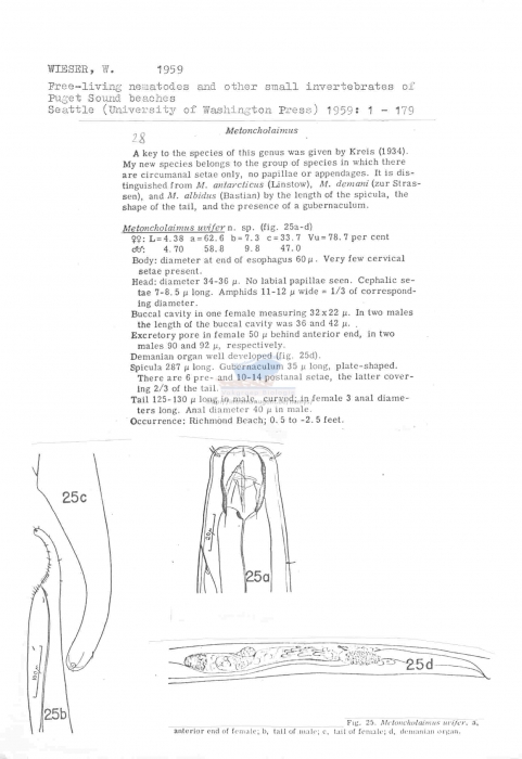 Metoncholaimus uvifer