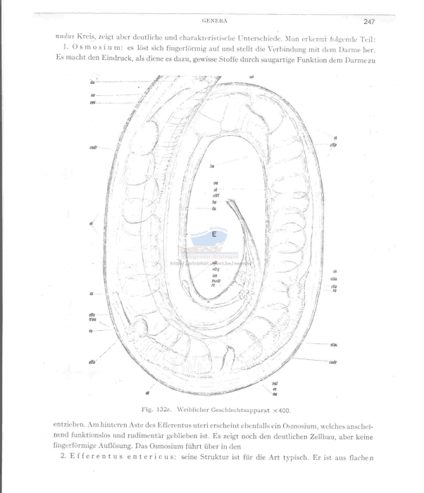 Meyersia meridionalis