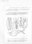 Species