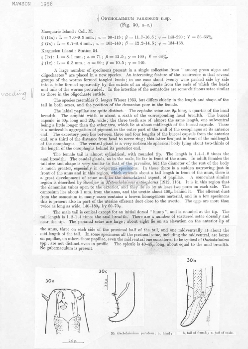 Oncholaimus paredron