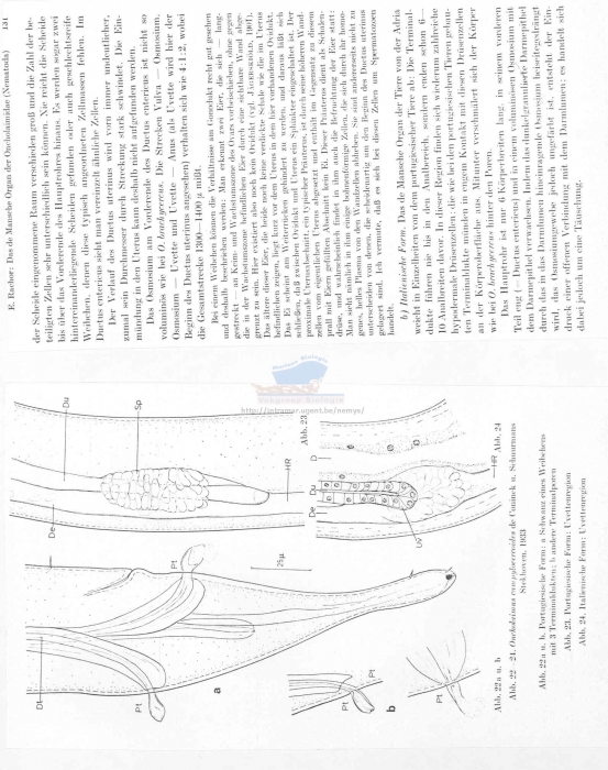 Oncholaimus campylocercoides