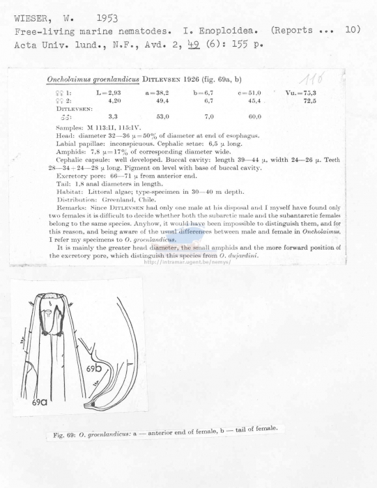 Oncholaimus groenlandicus