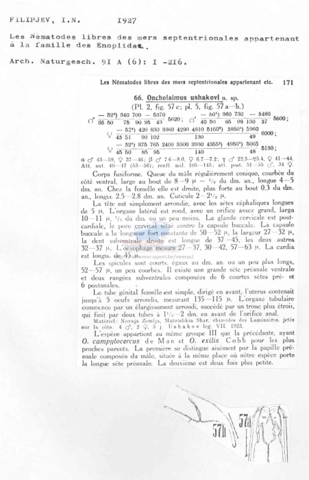 Oncholaimus ushakovi