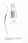 Viscosia carnleyensis
