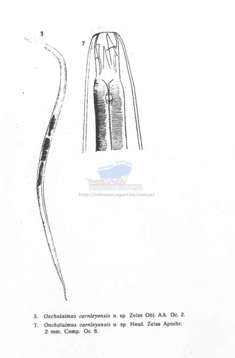 Viscosia carnleyensis