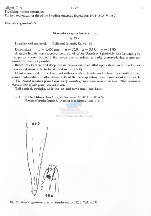 Viscosia cryptodentata