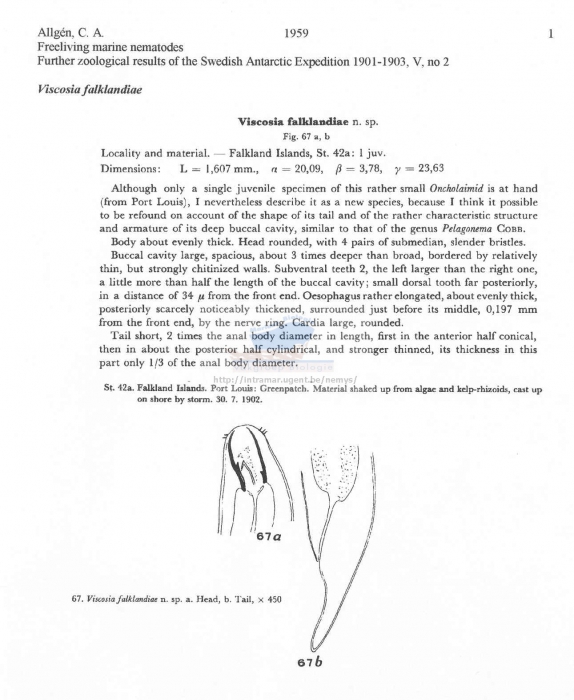 Viscosia falklandiae