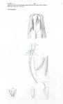 Viscosia glabra