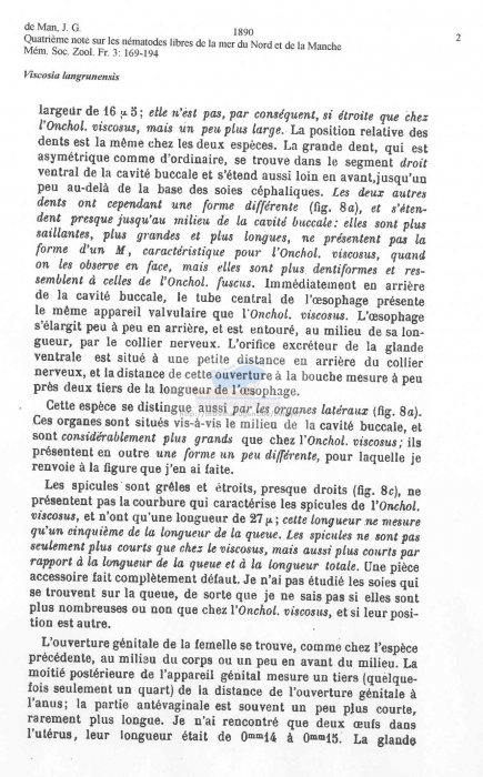 Viscosia langrunensis