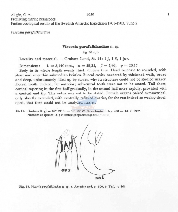 Viscosia parafalklandiae