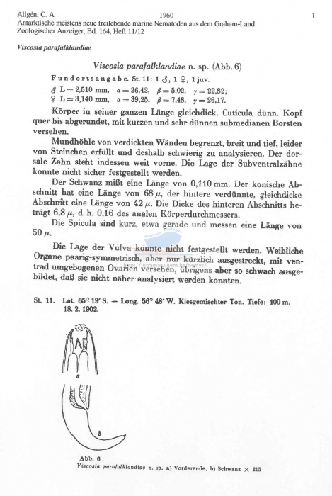 Viscosia parafalklandiae