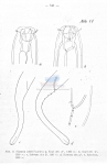 Viscosia cobbi