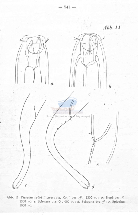 Viscosia cobbi