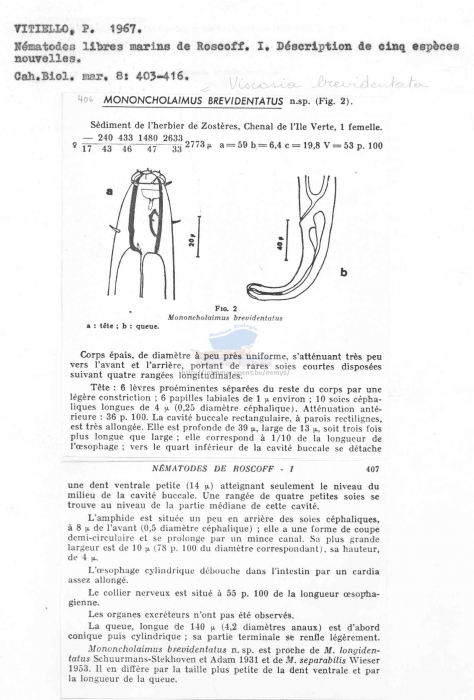 Viscosia brevidentata